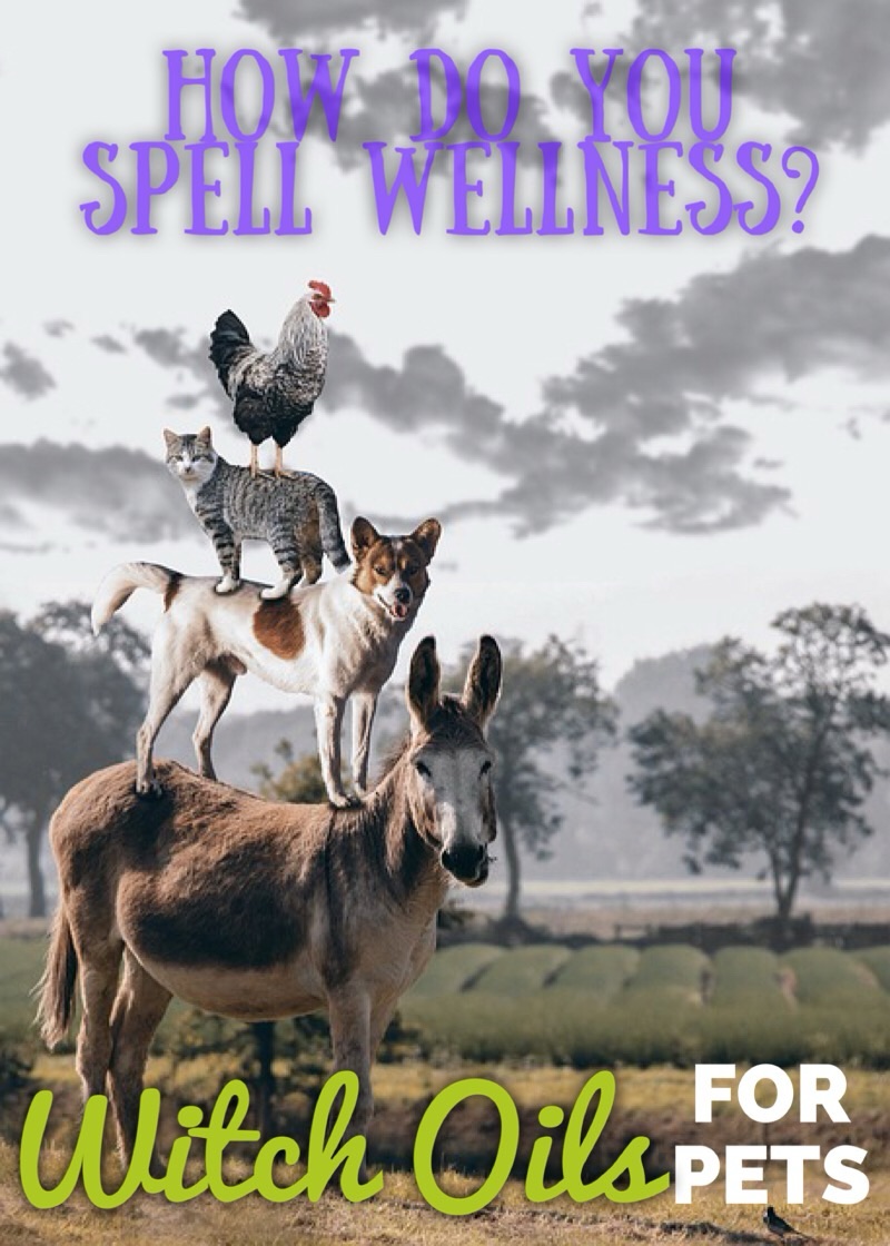Natural Support for Your Pets – the Witch Oils&nbsp;Way